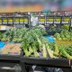 青岛4小时增36例本土.青岛昨日新增2例