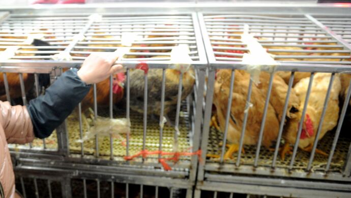 “湖南确诊h5n6” 湖南确诊病例4086倒？-第2张图片